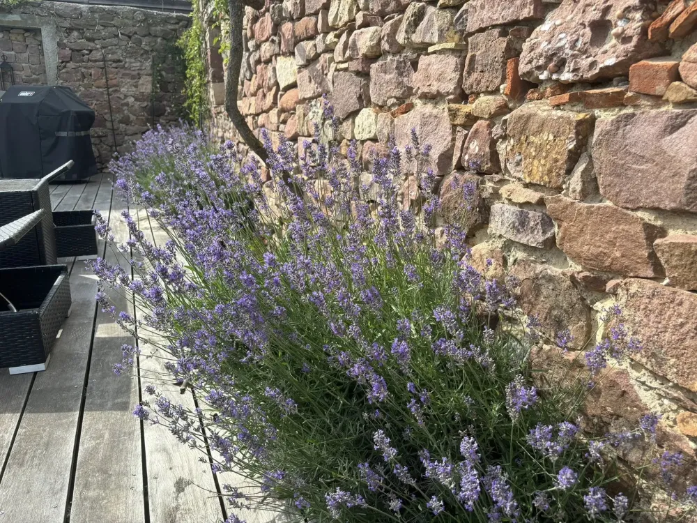 Création de terrasse à Bischwihr