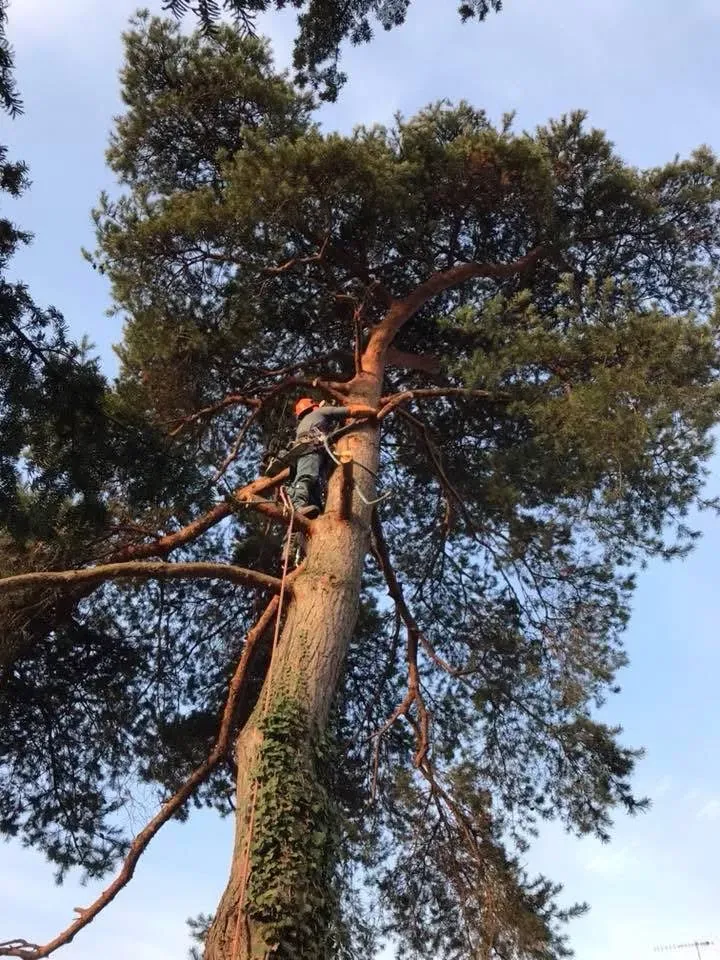 Élagage abattage à Bischwihr